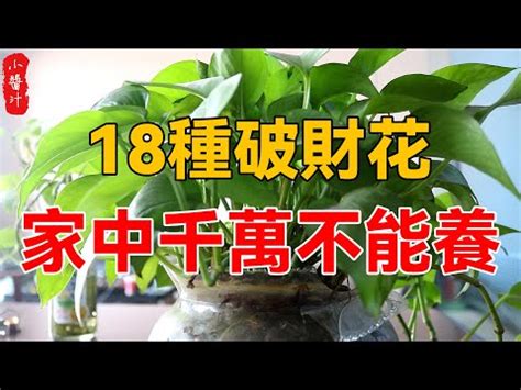 前陽台 風水|前陽台招財植物大全！15 種適合陽台的植物助你財源。